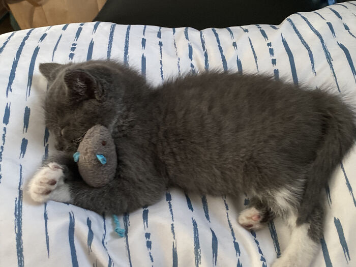 My Little Kitten Blu, And His Fuzzy Toy
