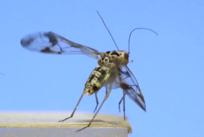 Here’s What These 11 Insect Species Look Like Flying In Slow Motion And Some Of Them Look Hilariously Derpy