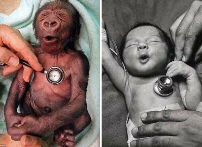 This Is How A Baby Gorilla And A Baby Human React To A Cold Stethoscope