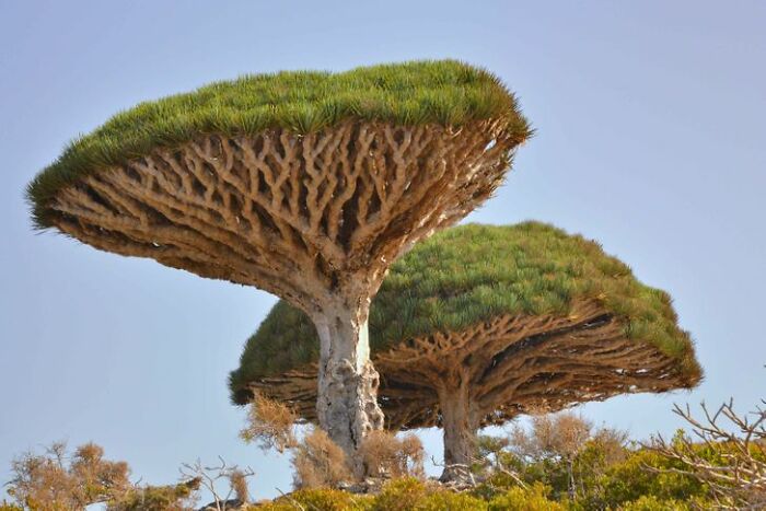 14 Strange Plants That Prove We Could Be Living On A Alien Planet