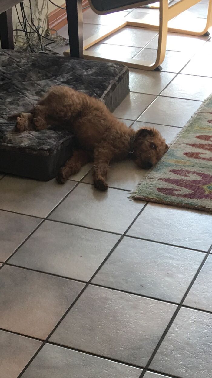 My Puppy Lays Down Like This All The Time