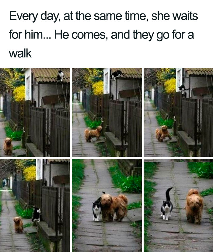 She Barks To Call Him. He Comes, They Rub And Greet Each Other And They Go For A Walk