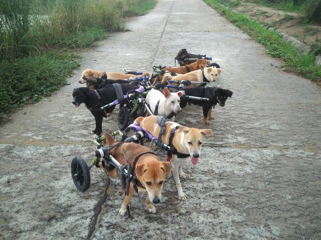 This Thai Animal Shelter Nurses Disabled Dogs Back To Life With The Help Of Vets And Wheelchairs