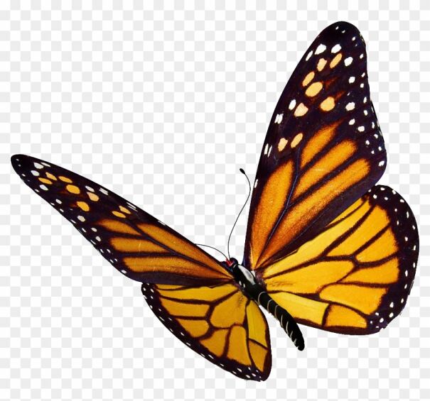 83-838711_more-images-video-monarch-butterfly-png-601af66e1585e.jpg