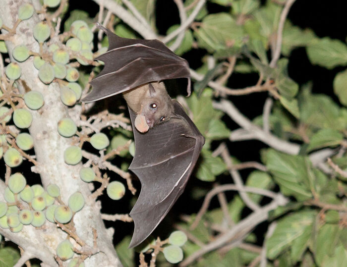 Til Not Only Do Bats Make High-Pitched Sounds For Echolocation, Many Bat Species Also Sing. A Team Of Scientists That Analyzed One Species’ Song Translated It As A Sequence That Opens With A Hello, Then A Gender Identification, Then Some Geographic Information, & Then A "Let's Talk" Section