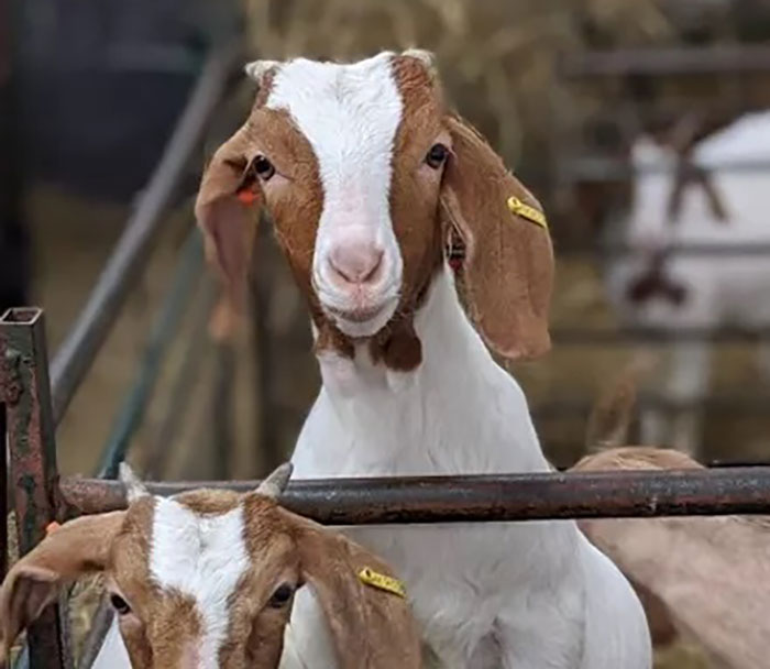 Farm Rents Their Goats For Zoom Conference Calls For $7/5 mins, Raises $68k