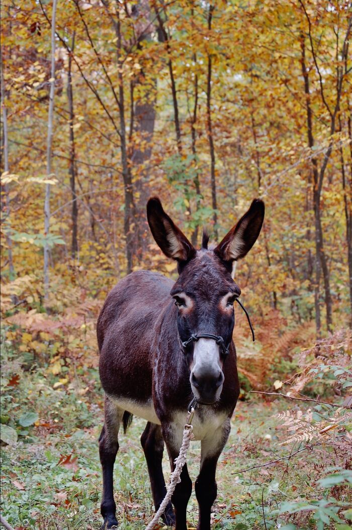 This Isn’t My Donkey But A Family Friends But I Took The Picture