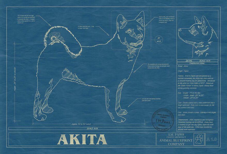 Akita Blueprint Art