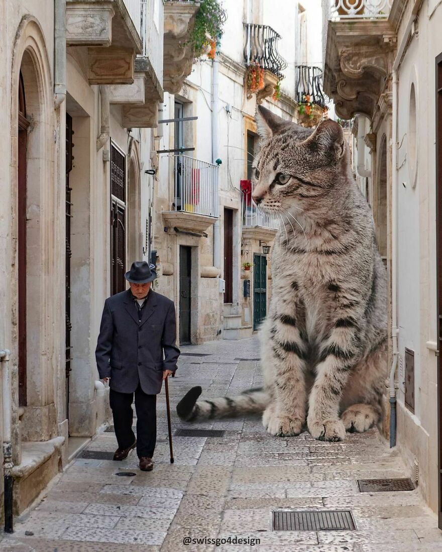 Be Careful - Cing Cong Cat Is In Town 😬
.
.
op @unsplash @reojuve
.
.
#catsofinstagram #catlovers #catloversclub #petsofinstagram #petstagram #artbasel #creativemobs #citykillerz #creartmood #creative_ace #dailyart #discoveredit #enterimagination #editvisual #graphicroozane #gramslayers #infiniteartdesign #launchdsigns #theuniversalart #thecreativers #thecreart #xceptionaledits #milliondollarvisuals #manipulationteam #trippypainting #ps_imagine
