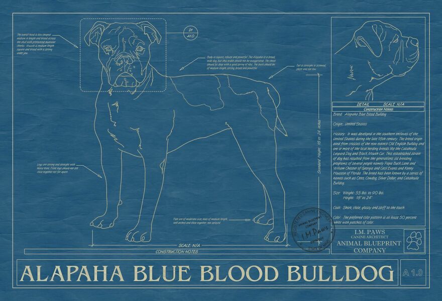 Alapaha Blue Blood Bulldog Blueprint Art