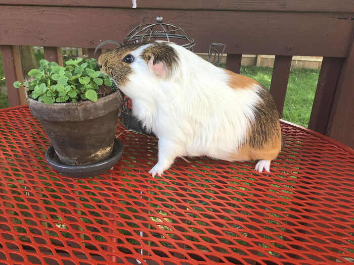 My Friend’s Mom Is A Preschool Teacher. This Is The Class Guinea Pig, Gus.