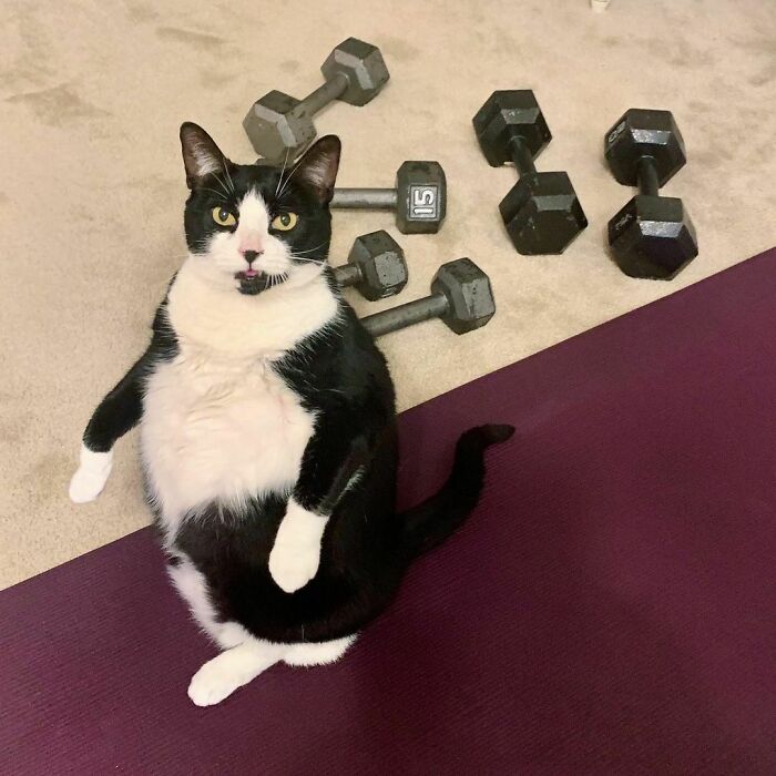 This Chonky Cat Is Going Viral For Standing Like A Penguin