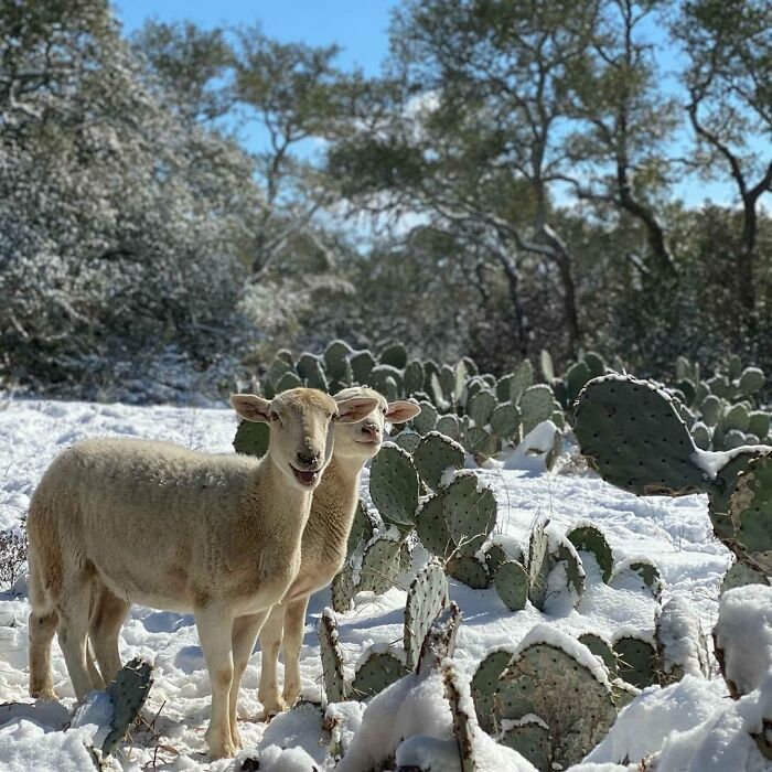 Props To Our Local Canyon Lake Farmers, Who Are Caring For Animals (And Plants) Through This Weather