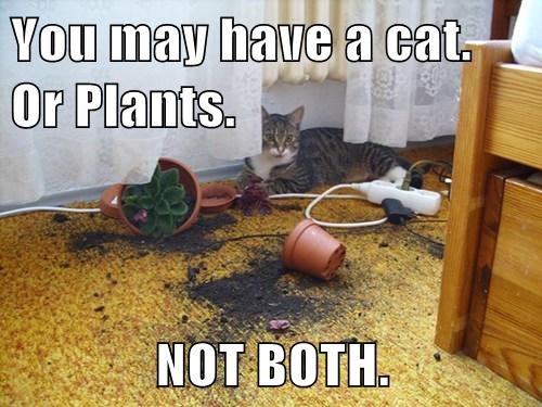 Cat_or_Plants-601f2b7c55c7b.jpg
