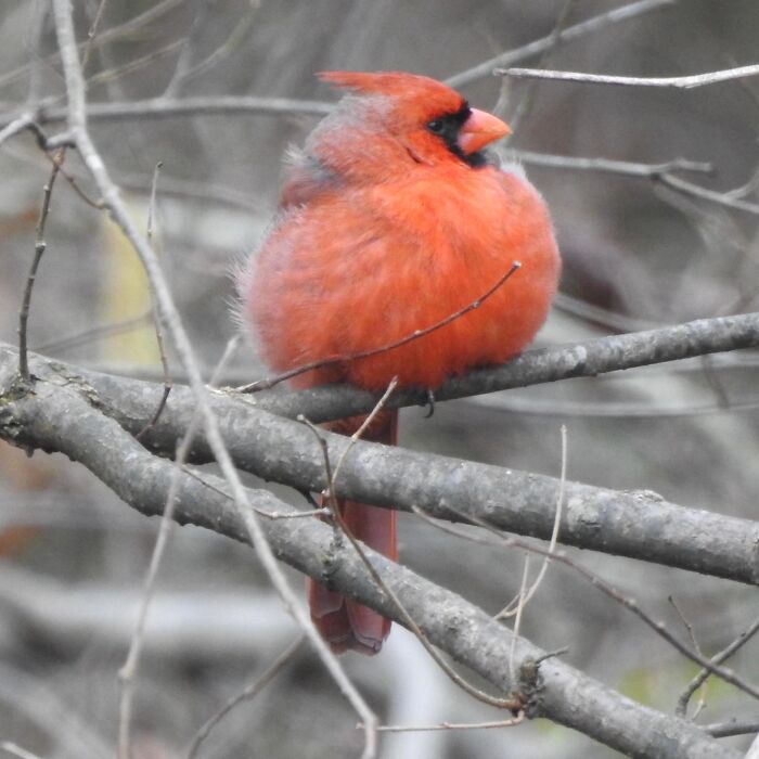 Northern Cardinals Apparently Survive On A Steady Diet Of Tennis Balls