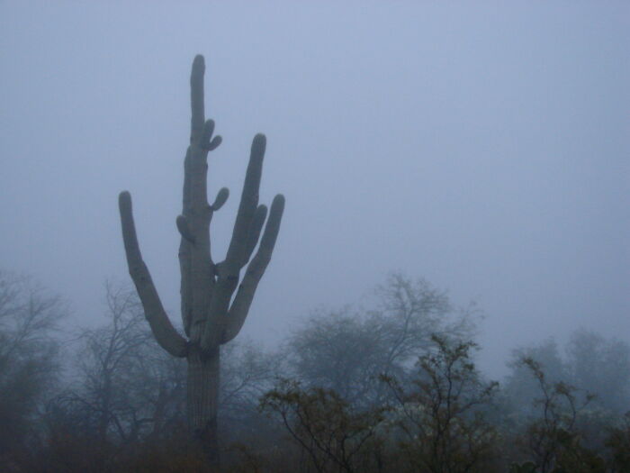 Giants In The Mist. A Rare Foggy Morning In Arizona.
