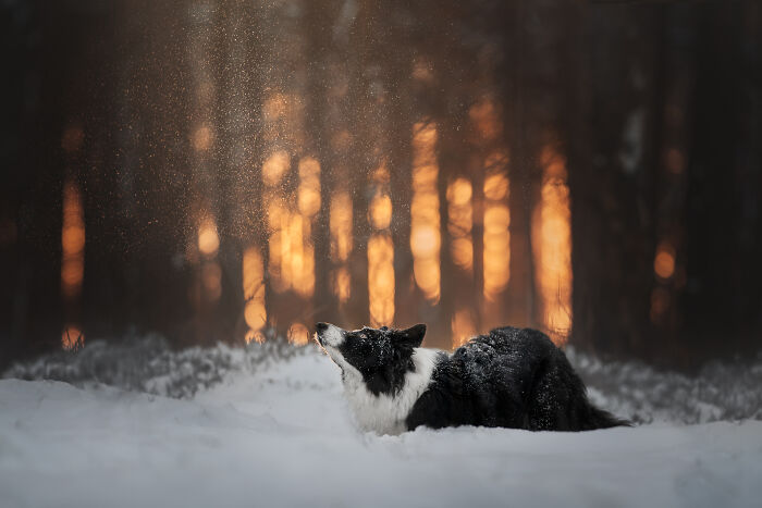 I Create Stunning Photos Of My Two Border Collies