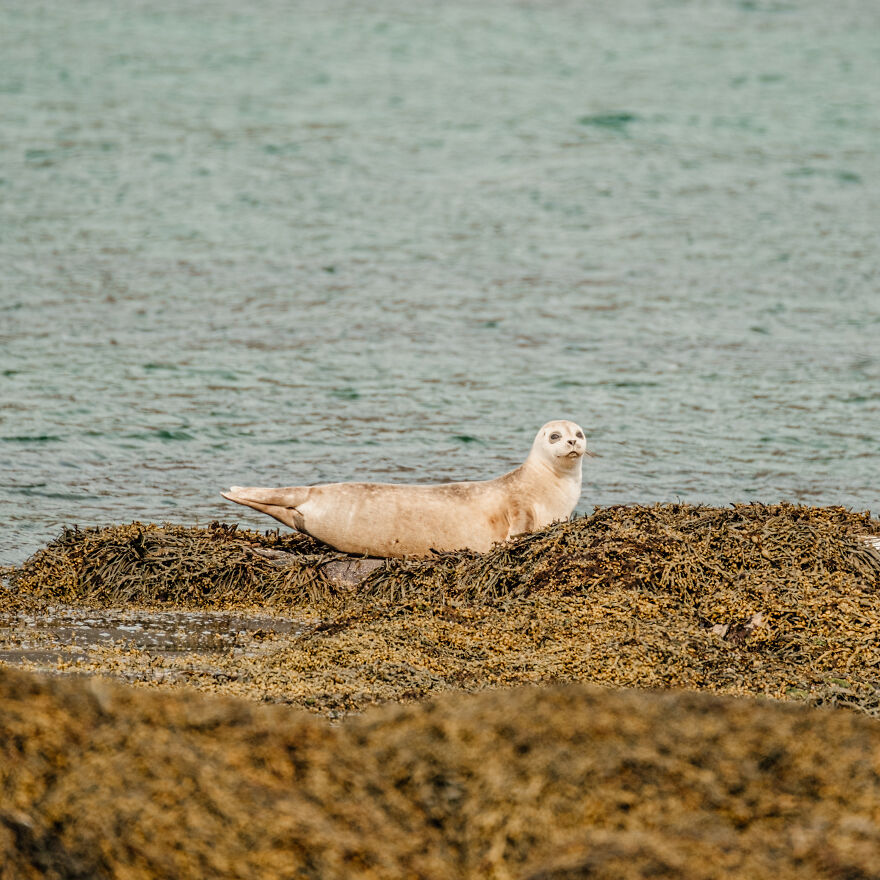 Seal In Westfjords