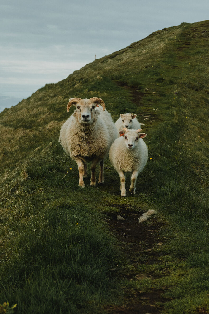 Sheep Family On Westman Islands