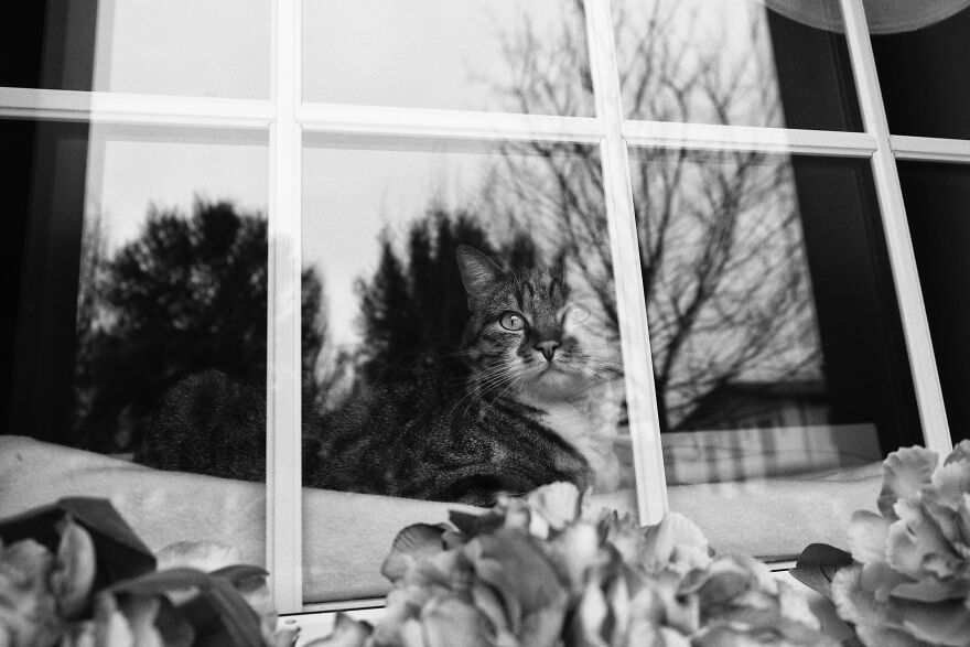 My Sissi, Looking Through The Window