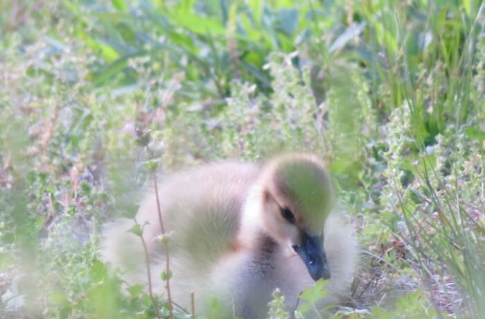 A Baby Goose In The Grass