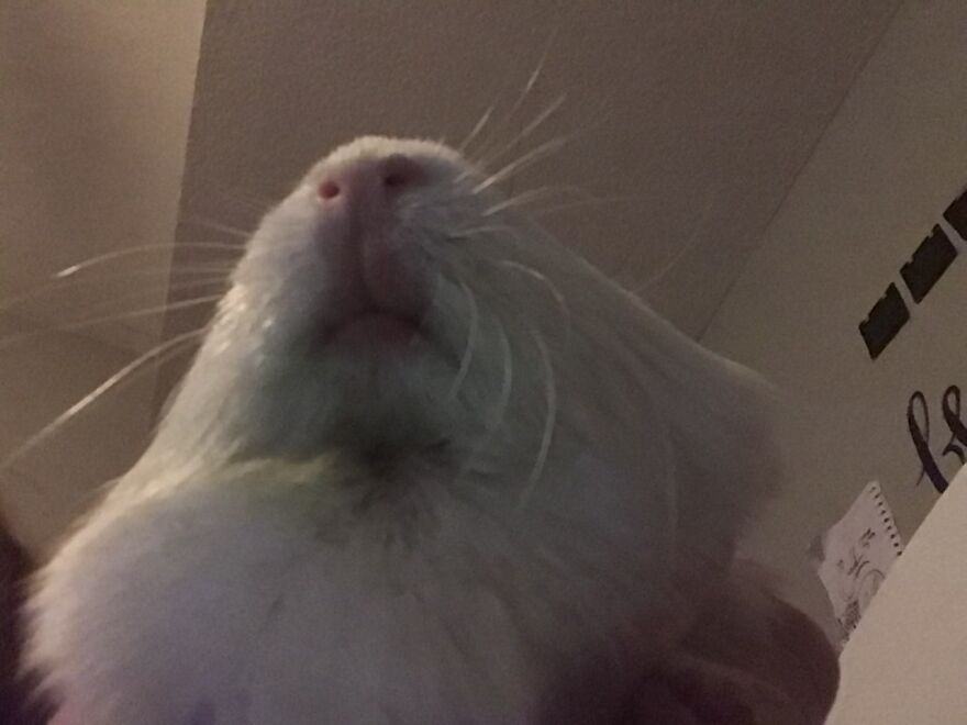 My Guinea Pig’s Chin Was Stained Green From Romaine Lettuce