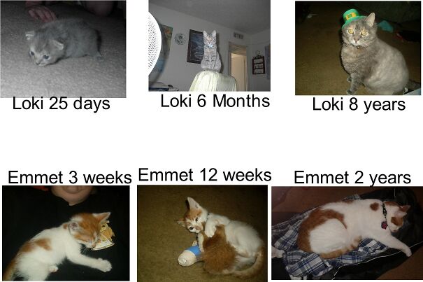 Emmet-and-Loki-grow-up-6019a48bcb0e0.jpg