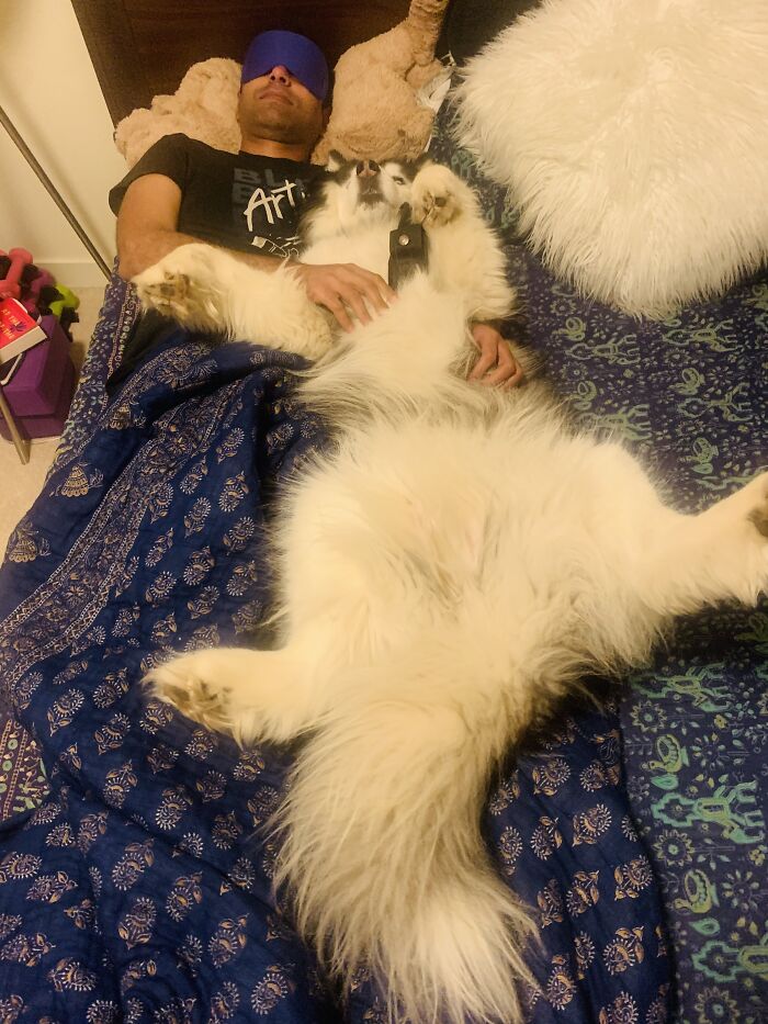 My Fluffer Ash At @ash _the_smiling_husky Cuddling With My Husband