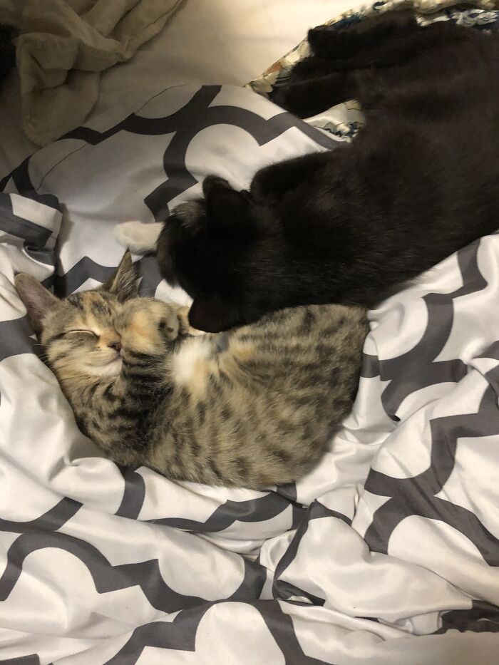 My Two Current Kittens (Kishi And Mazel)
