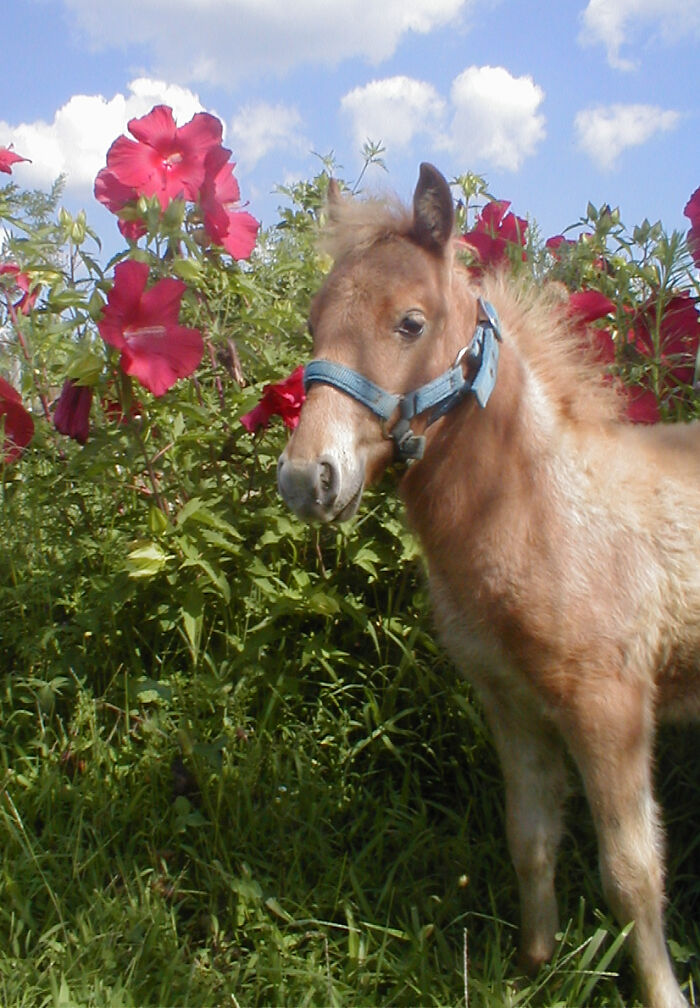 Mini-Horse Bottle Baby, Flynn, In The Hibiscus Patch