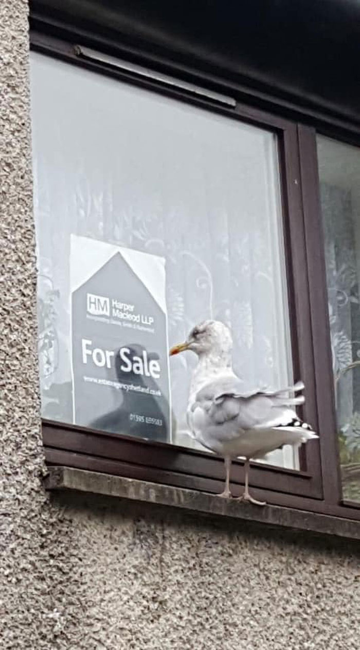 Nothing Makes You Want To Re-Assess Your Life Choices Like A Gull That’s Home Shopping, And You Can Barely Afford Matching Socks