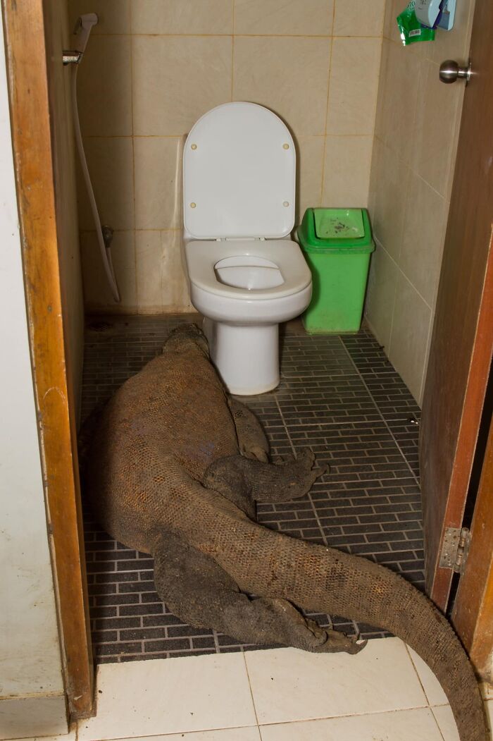 ¡Alguien tuvo una gran noche! Este es un dragón de Komodo salvaje. Usamos un baño diferente