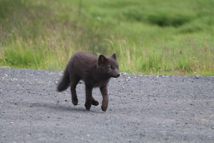 Behold, The Icelandic Hover Fox