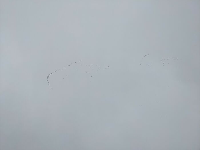 Behold! The Biggest Skein Of Migrating Geese I've Ever Seen!