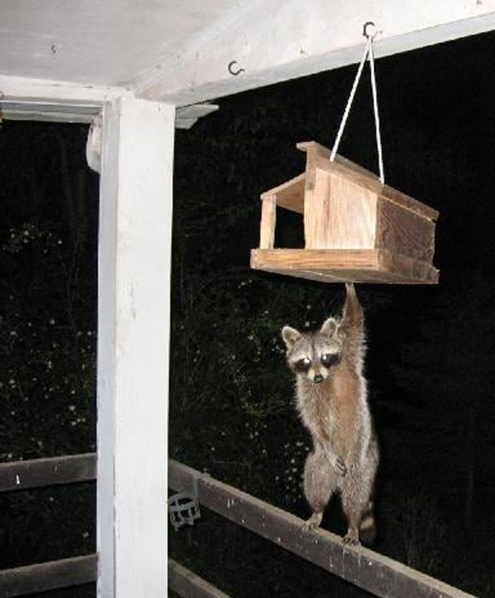 Caught This Guy Raiding The Bird Feeder At Night. Not Sure Why He Felt The Need To Cover His Private Parts