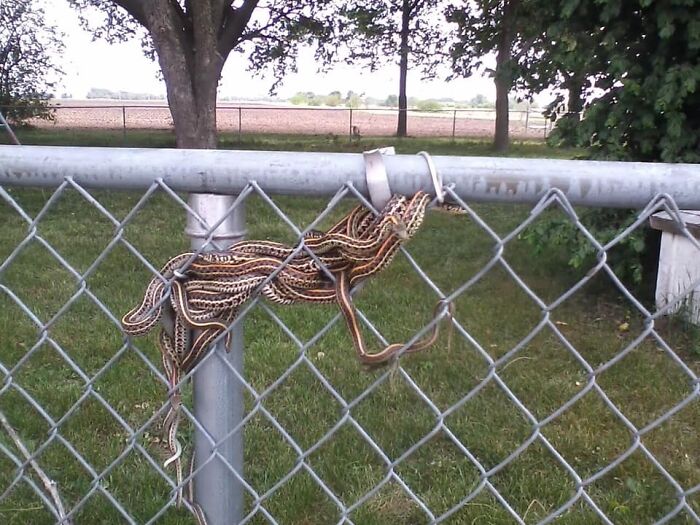 I See Your Woodpile Snake Orgy, And Raise You One On A Fence