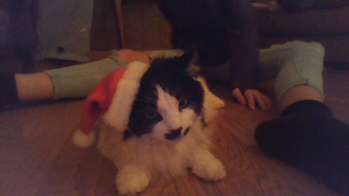 Festus, In His Christmas Hat