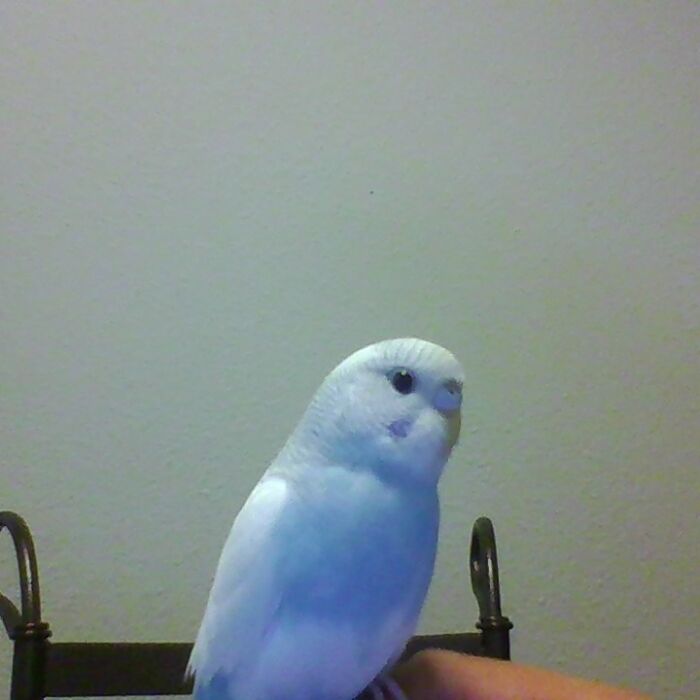 This Is My Bird, Mozzie