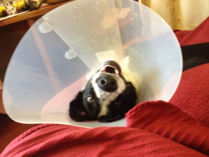 My Dog Shilo Still Totally Stoned Just After Getting Neutered As A 6 Month Old Puppy. That Cone Of Shame Lasted All Of About 3 Days Before We Had To Get Him A New One As He Destroyed The First One By Banging Into Things. He Was Ok. The Cone, Not So Much !