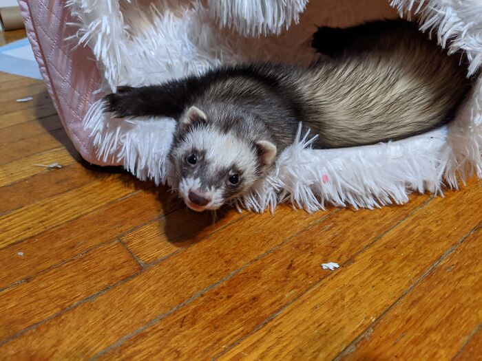 Artio The Ferret In Her Floof House
