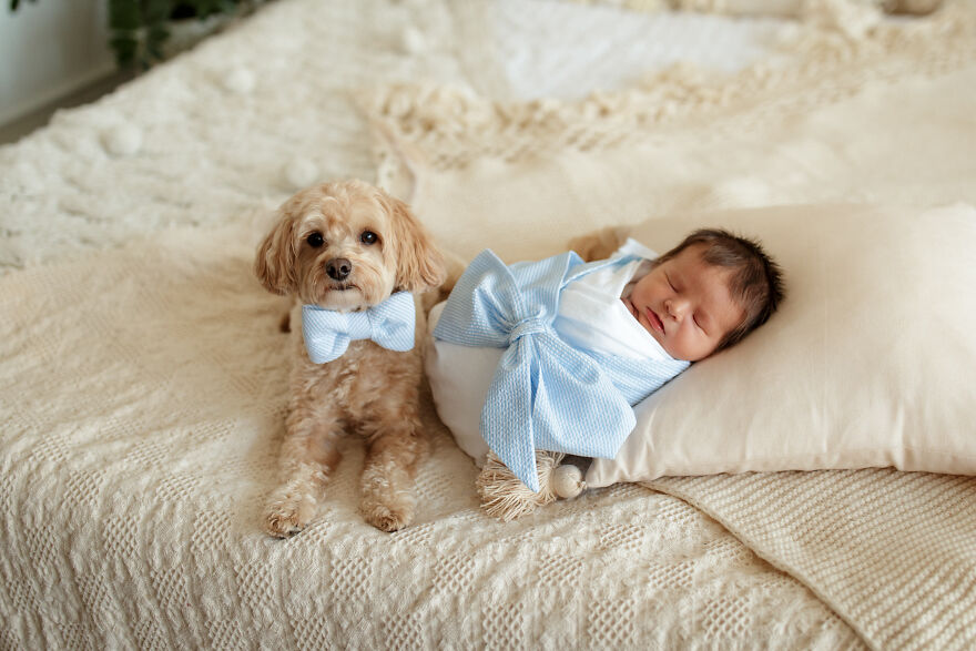 I Took Pictures Of A Family With Their Newborn Baby And Dogs (10 Pics)