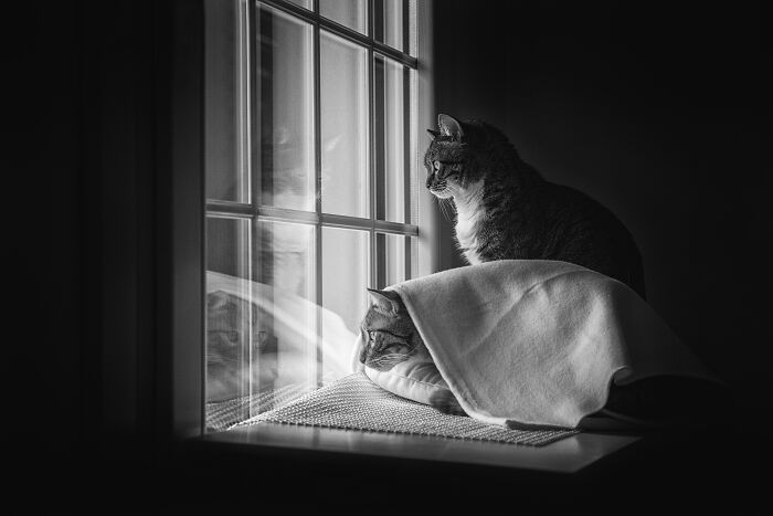 I Take Photos Of Cats Doing What They’re The Best At—Spending Time At The Window (60 Pics)