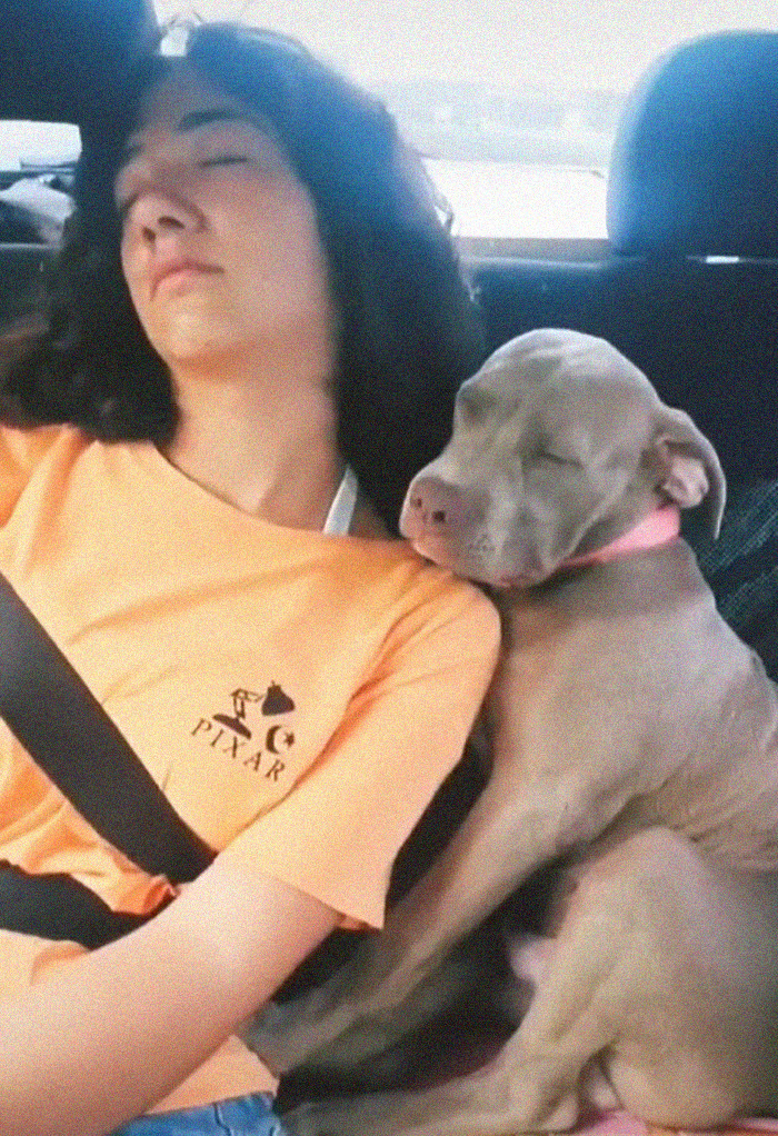 Adorable 3-Month-Old Pit Bull Puppy Nods Off In A Funny Way And Goes Viral