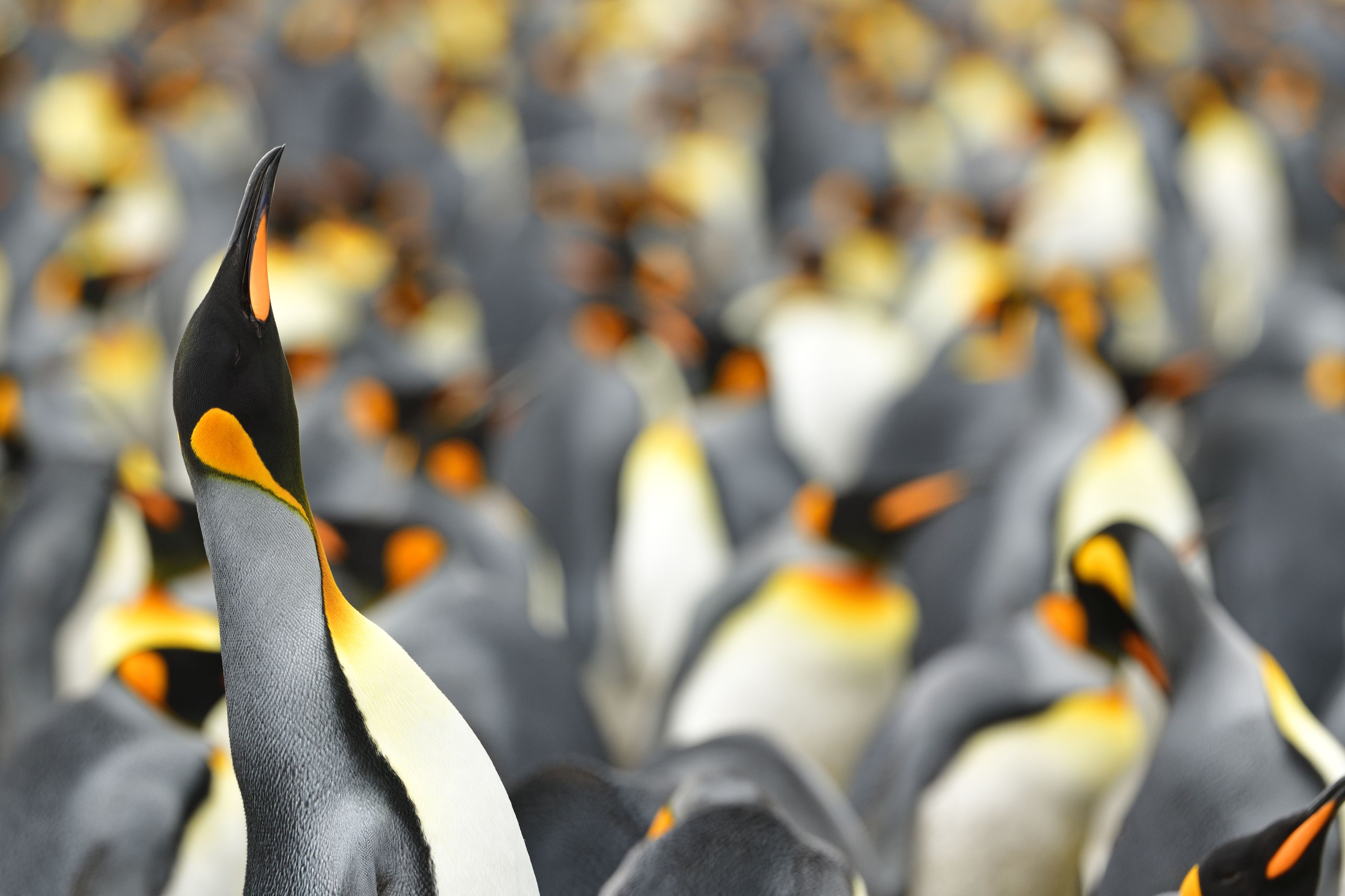 Este fotógrafo de fauna retrató a un pingüino amarillo, algo "nunca visto", ya que solo se da 1 caso entre cada 146000