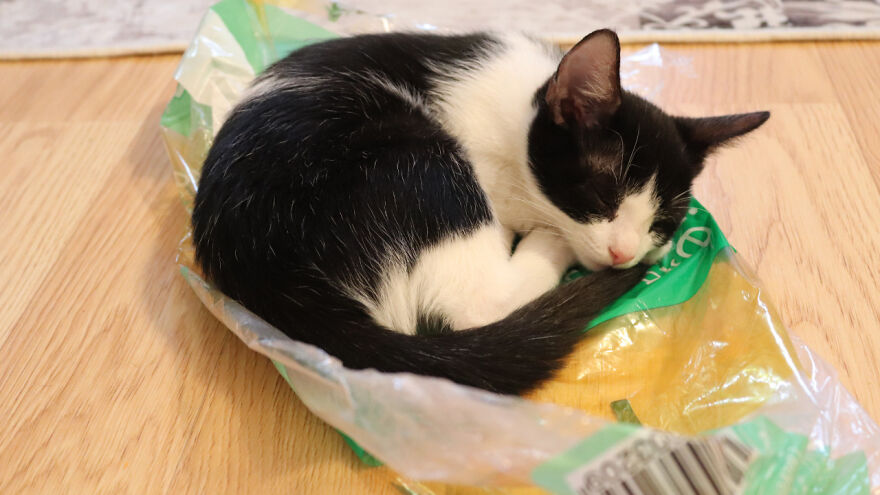Kitty Sleeping On A Plastic Bag
