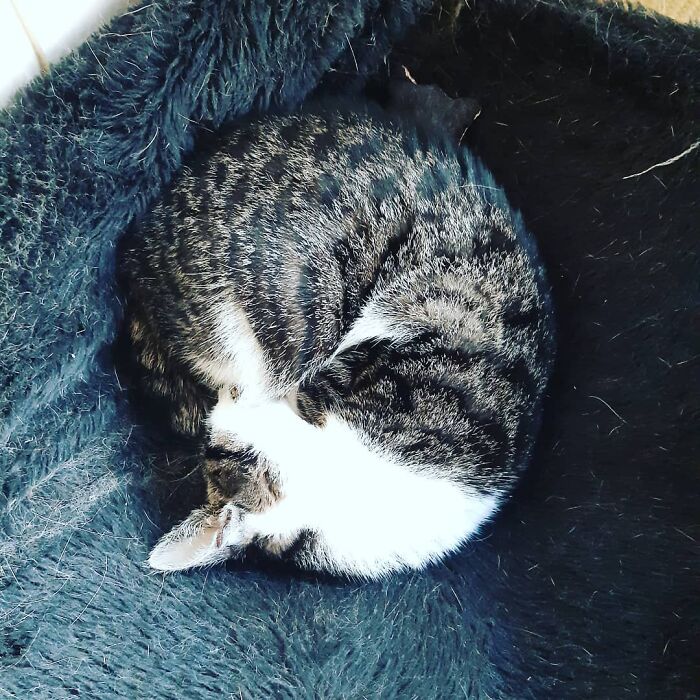Cat Brought Stray Kitten Home And The Family Adopted Him, And Now They're Inseparable
