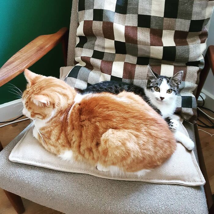 Cat Brought Stray Kitten Home And The Family Adopted Him, And Now They're Inseparable