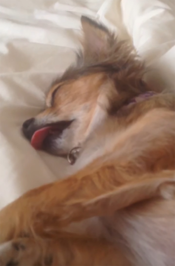 This Is Pogue, She Likes Taking Part In Tongue Out Tuesday But She's Tired. Video In The Link Below
