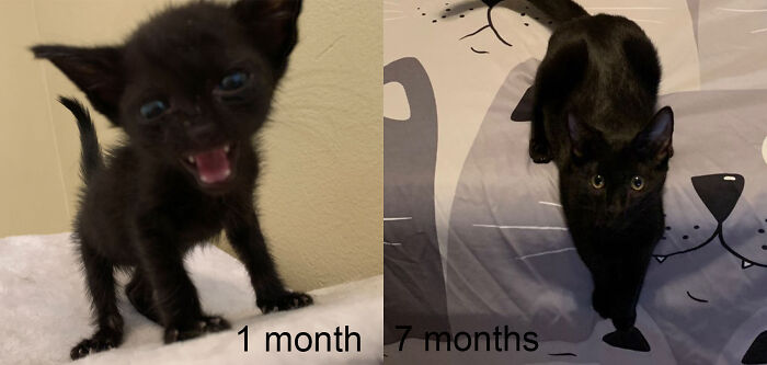 My Foster Fail, Ronan. 1 Month With No Mom, 7 Months With His New Famliy