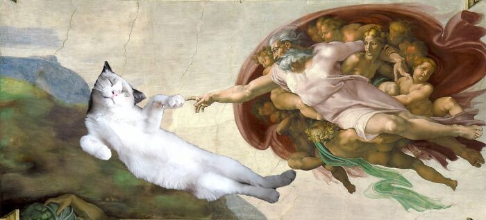 The Creation Of Cat